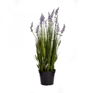 LAVENDERGRASS Flower in pot H 76 cm. VL