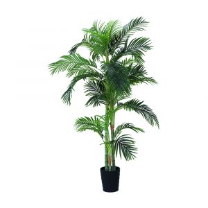 Cây Cọ ARESCA