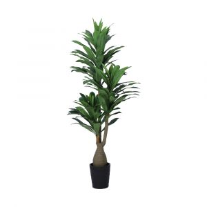 Cây Thiết Mộc Lan DRANA