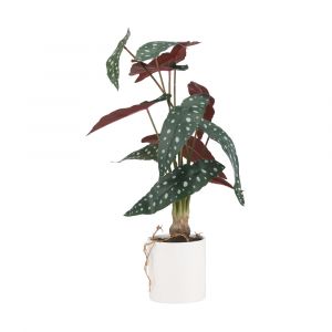 PAMELO Elephant ear in ceramic pot GN/WT