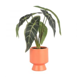 OLIVER Caladium in ceramic pot GN/ON