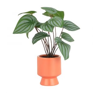 OLIVERA Arrowroot in ceramic pot GN/ON