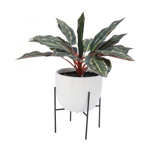 KARIN Calathea in pot w/stand GN/WT