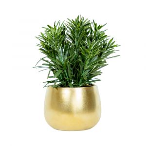 JANE-A Podocarpus in ceramic pot GN/GD