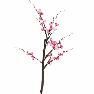TET Apricot flower